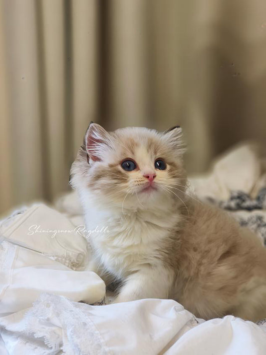 Lola 海山女女 (Purple)