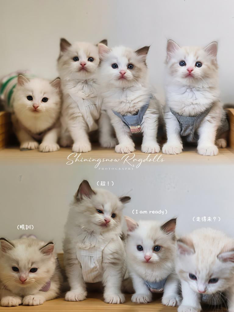 Creamy 玳瑁女女 (Pink)