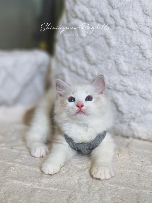 Ellish 海山仔仔 (Pink)