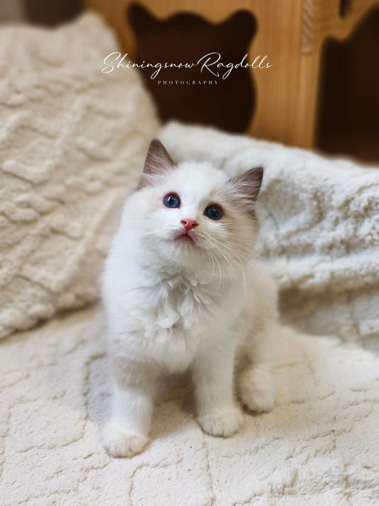 Sophia 海雙仔仔 ( Green)