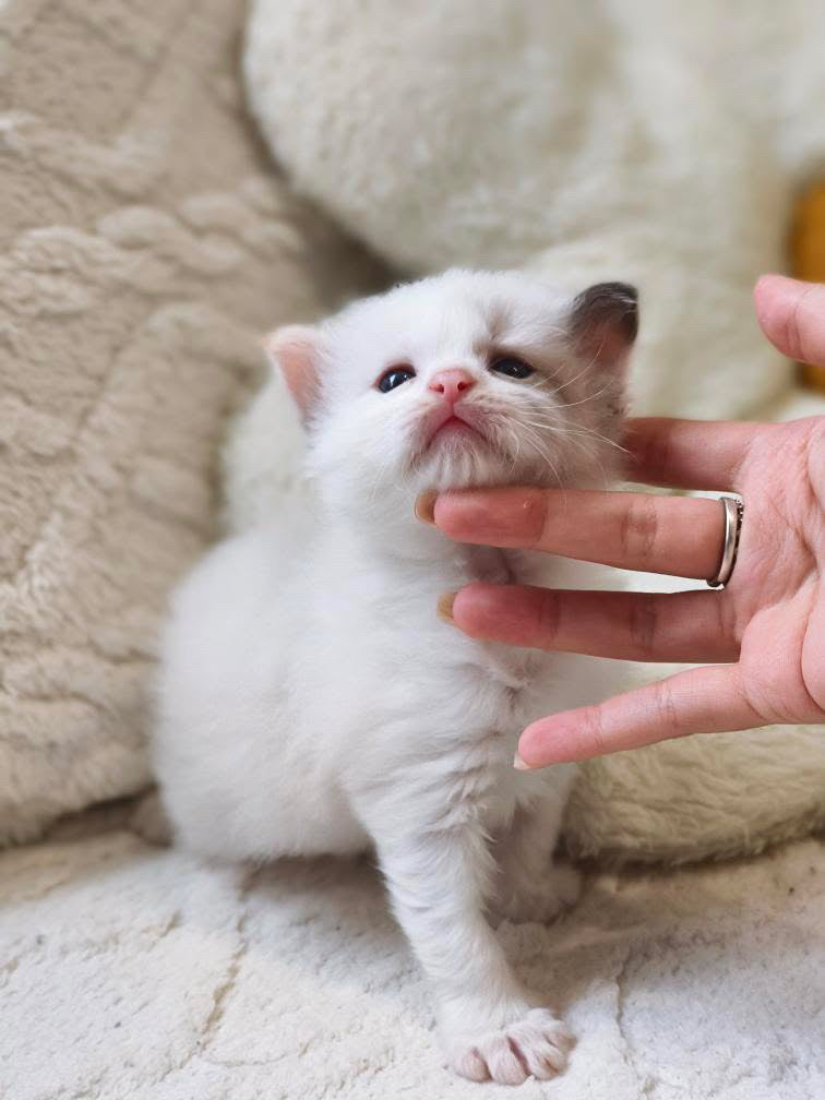 Creamy 玳瑁女女 (Pink)