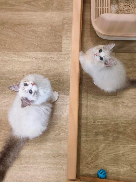 Chichi 海山女女 ( Blue)