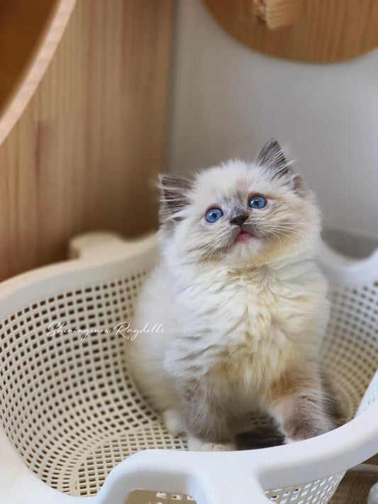 Lola 藍重點手套女女 ( Black)