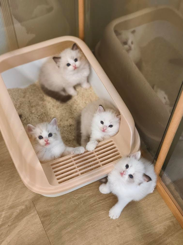 Creamy 玳瑁女女 (Pink)