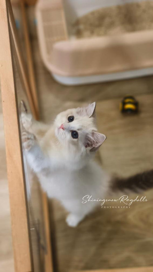 Lola 藍山女女 ( Blue)