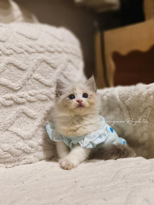 Lola 藍山仔仔 ( Green)