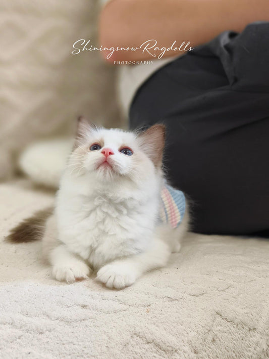 Ellish 海雙女女 (Red)