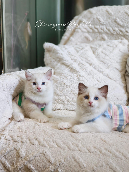 Ellish 海雙女女 (Red)