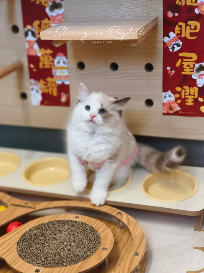 Creamy 玳瑁女女 (Pink)