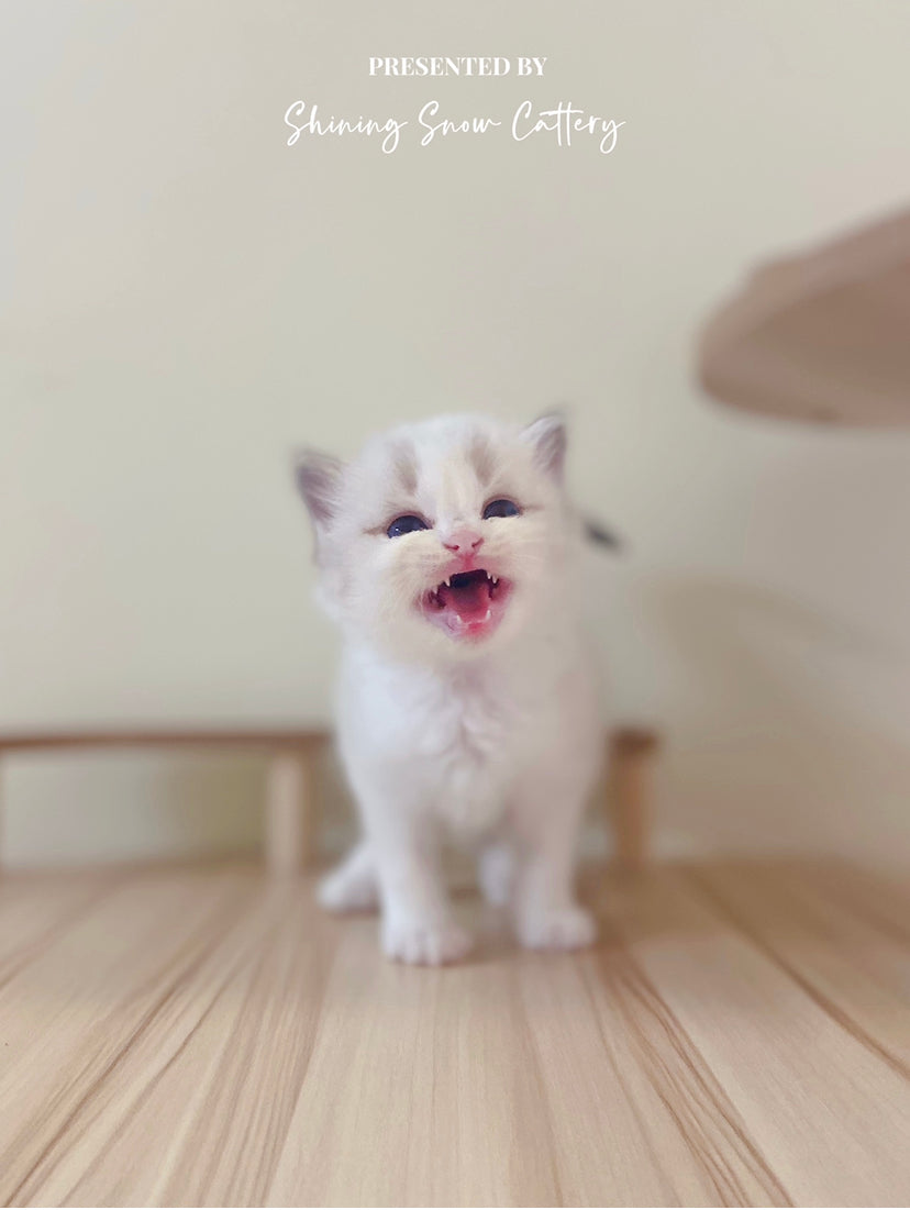 襪仔🧦