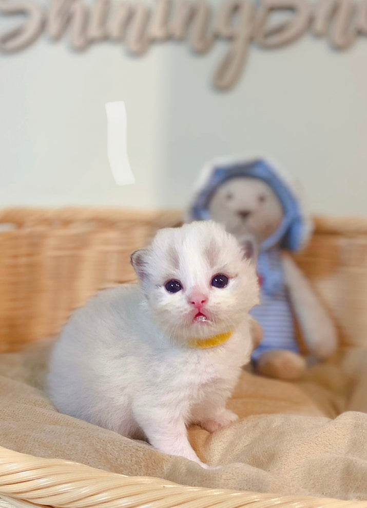襪仔🧦