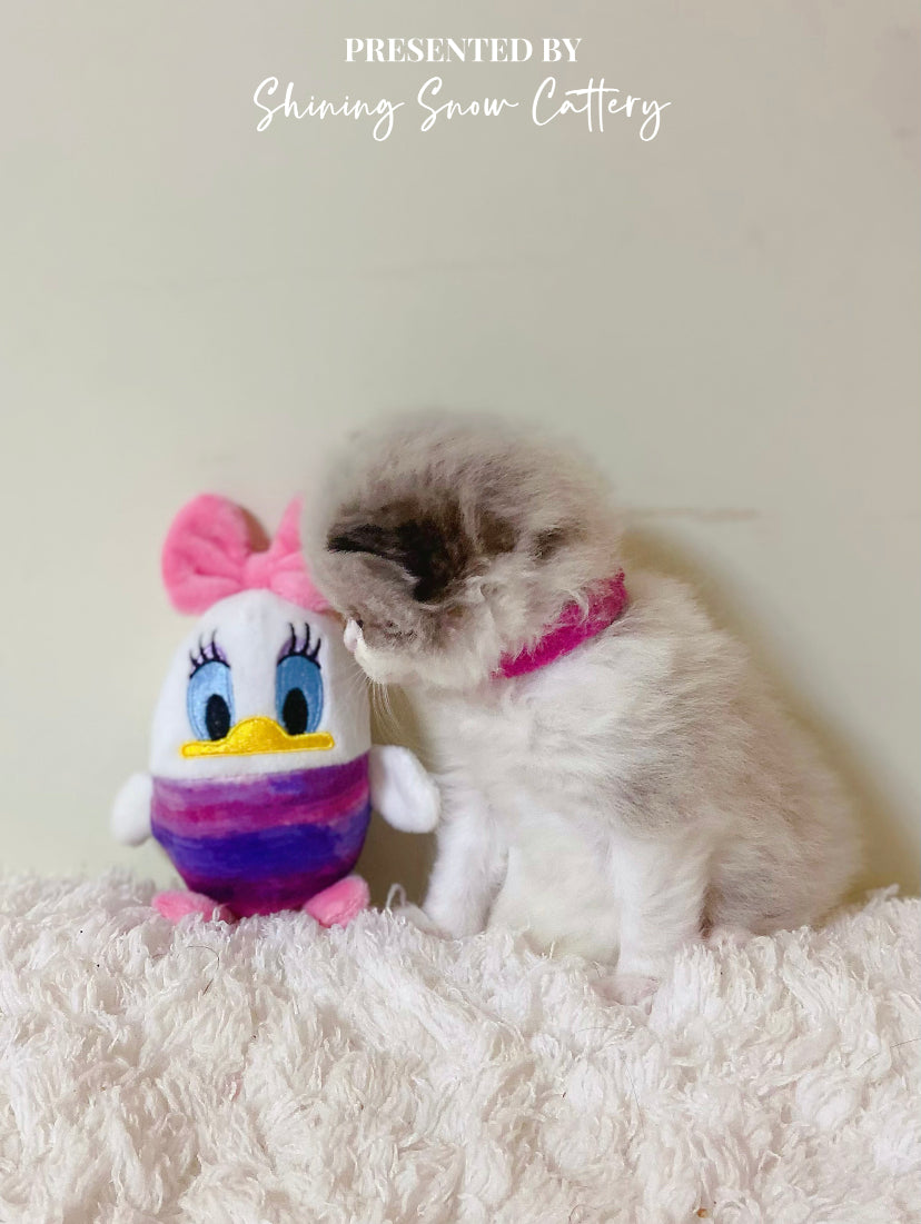 EF 海雙仔仔(Purple)