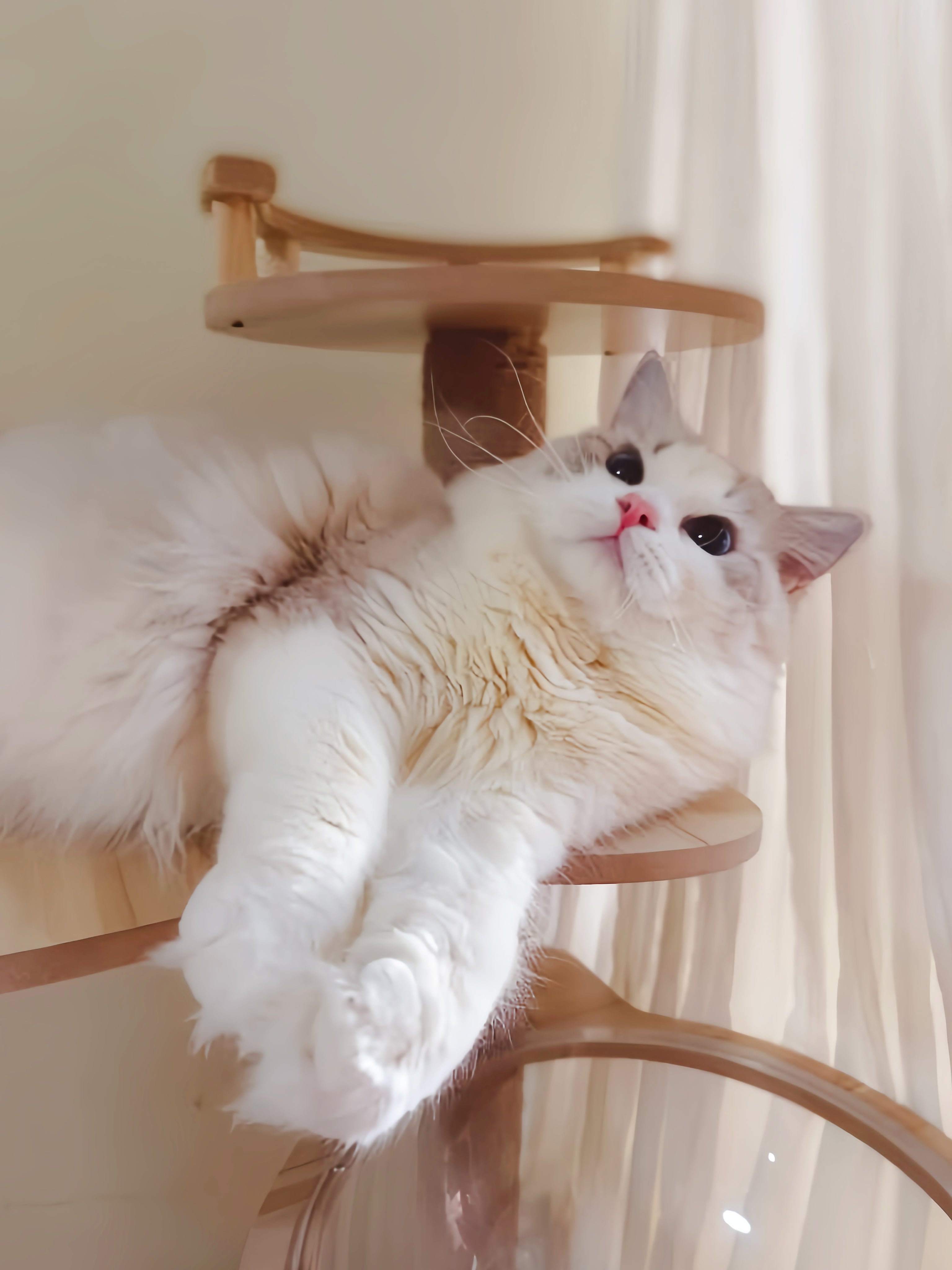ShiningSnow Ragdoll Cattery- Sweet Ragdoll kittens – Shining Snow ...