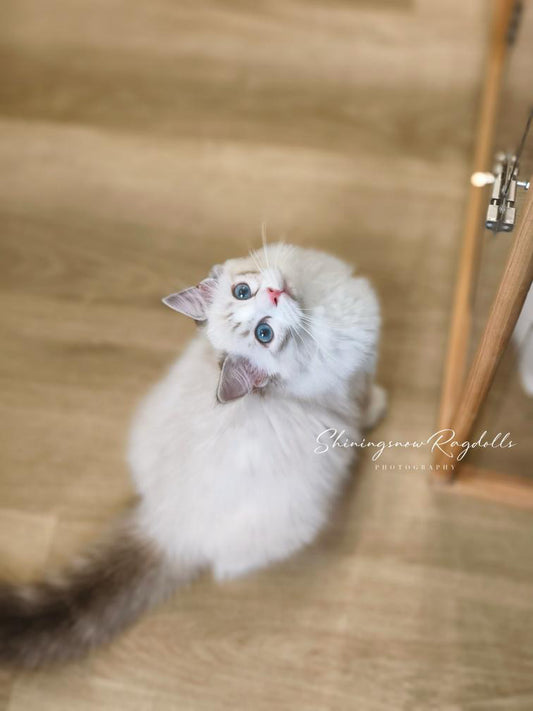 Chichi 海山女女 ( Blue)