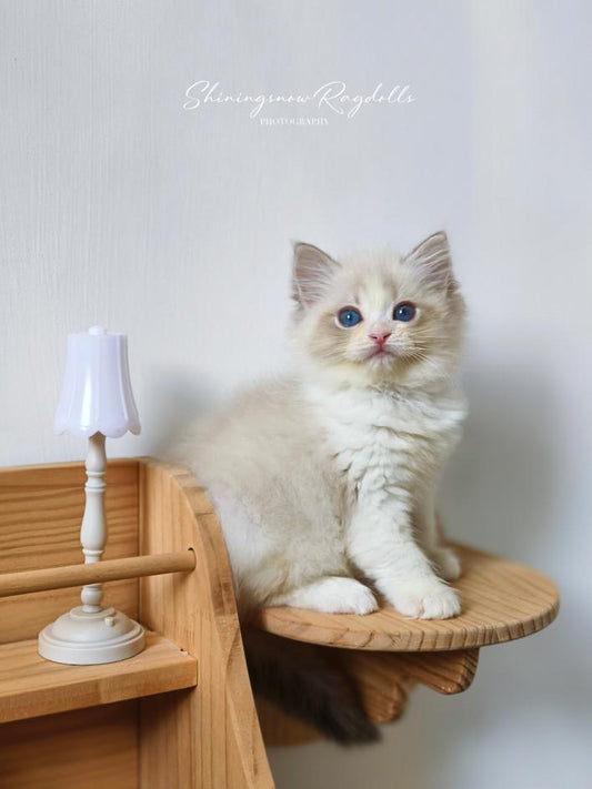 Lola 藍山仔仔 ( Green)