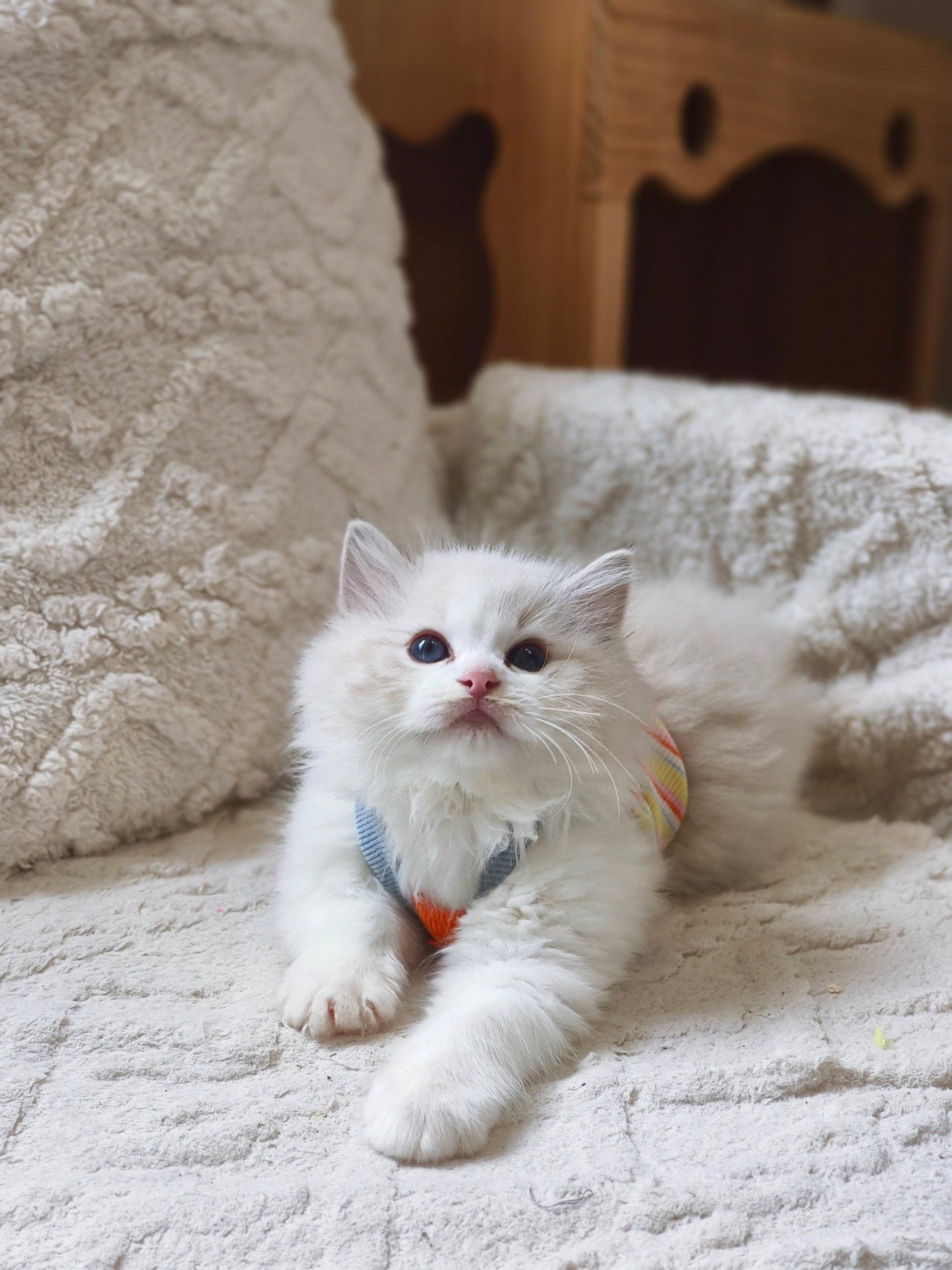 JN 海山仔仔 （ Orange)