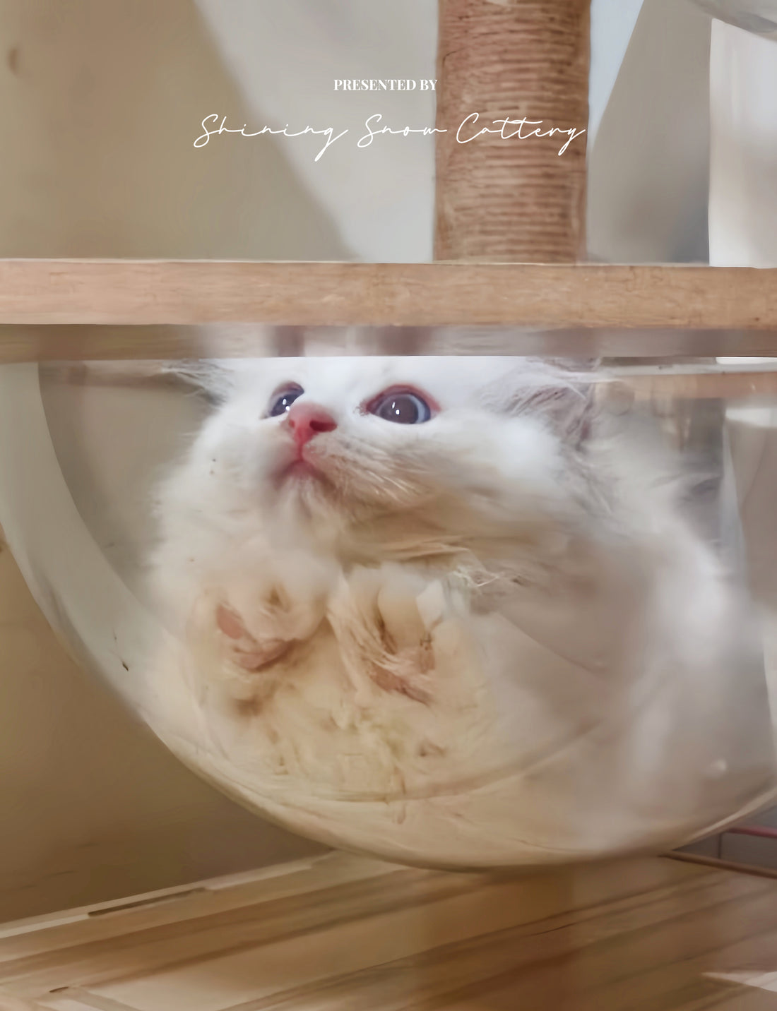 ShiningSnow Ragdoll Cattery- Sweet Ragdoll kittens – Shining Snow ...