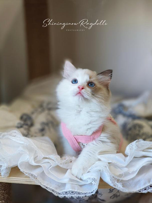 Creamy 玳瑁女女 （Pink)