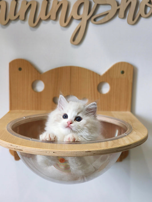 JN 海山仔仔 ( Orange)