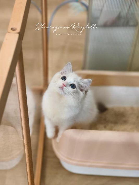 Lola 藍山女女 ( Blue)