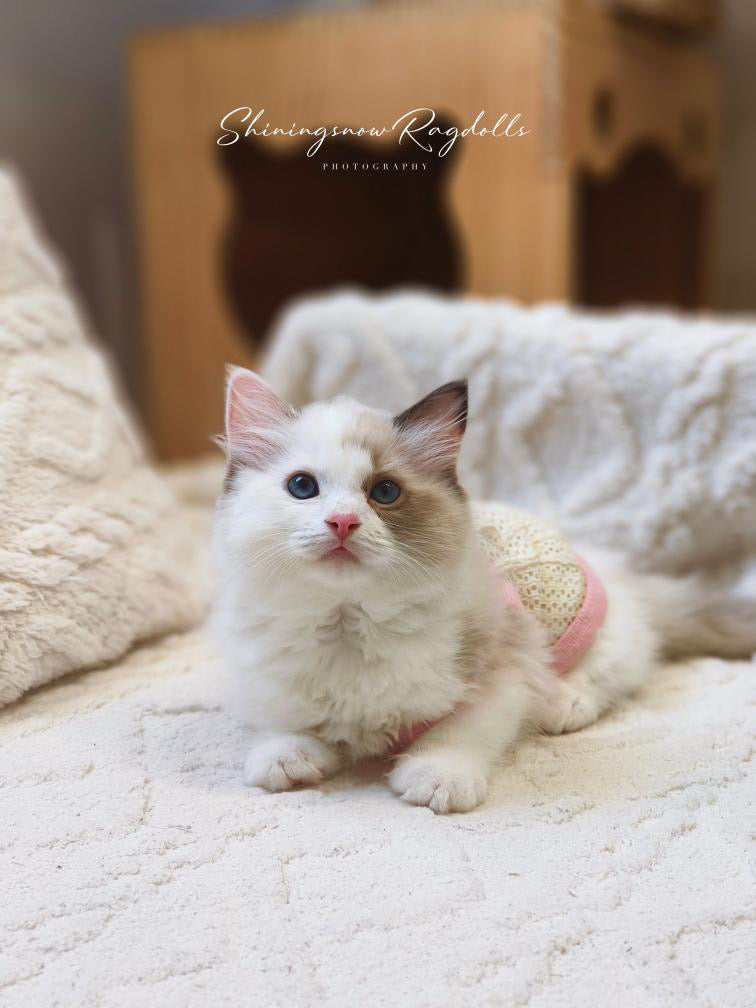 Creamy 玳瑁女女 （Pink)