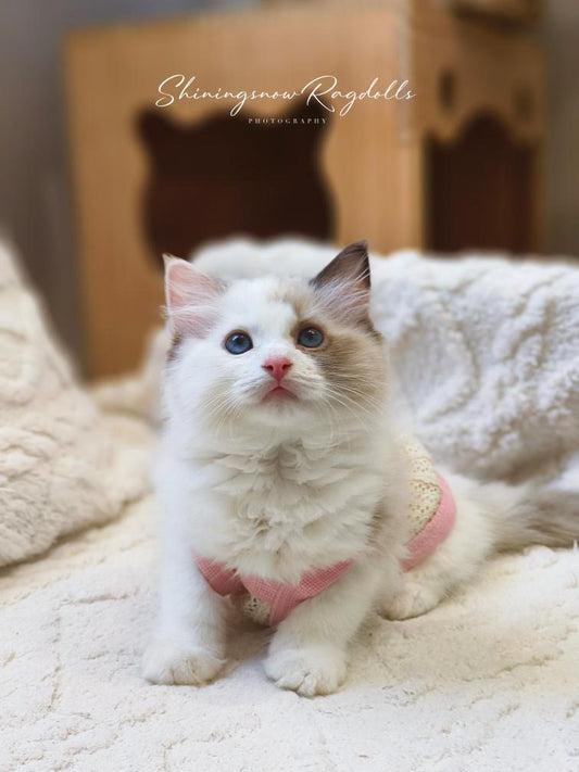 Creamy 玳瑁女女 （Pink)