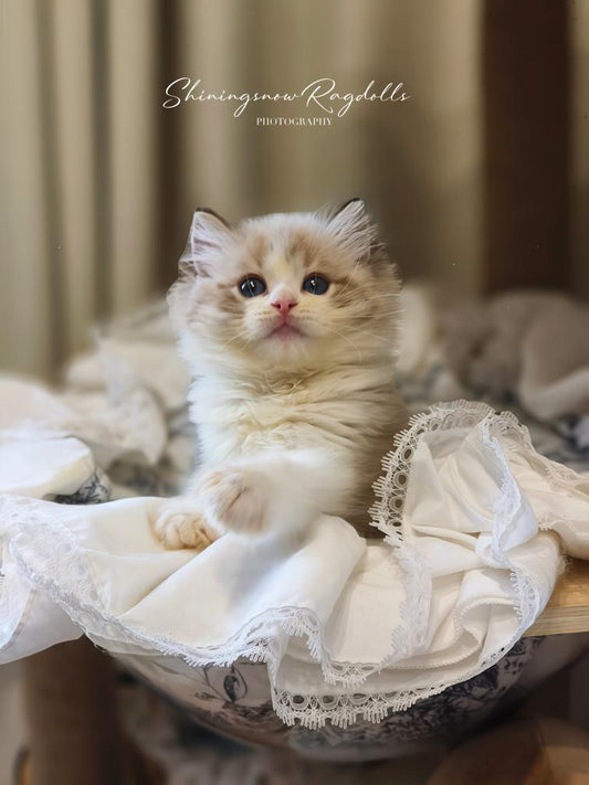 Lola 海山女女 (Purple)