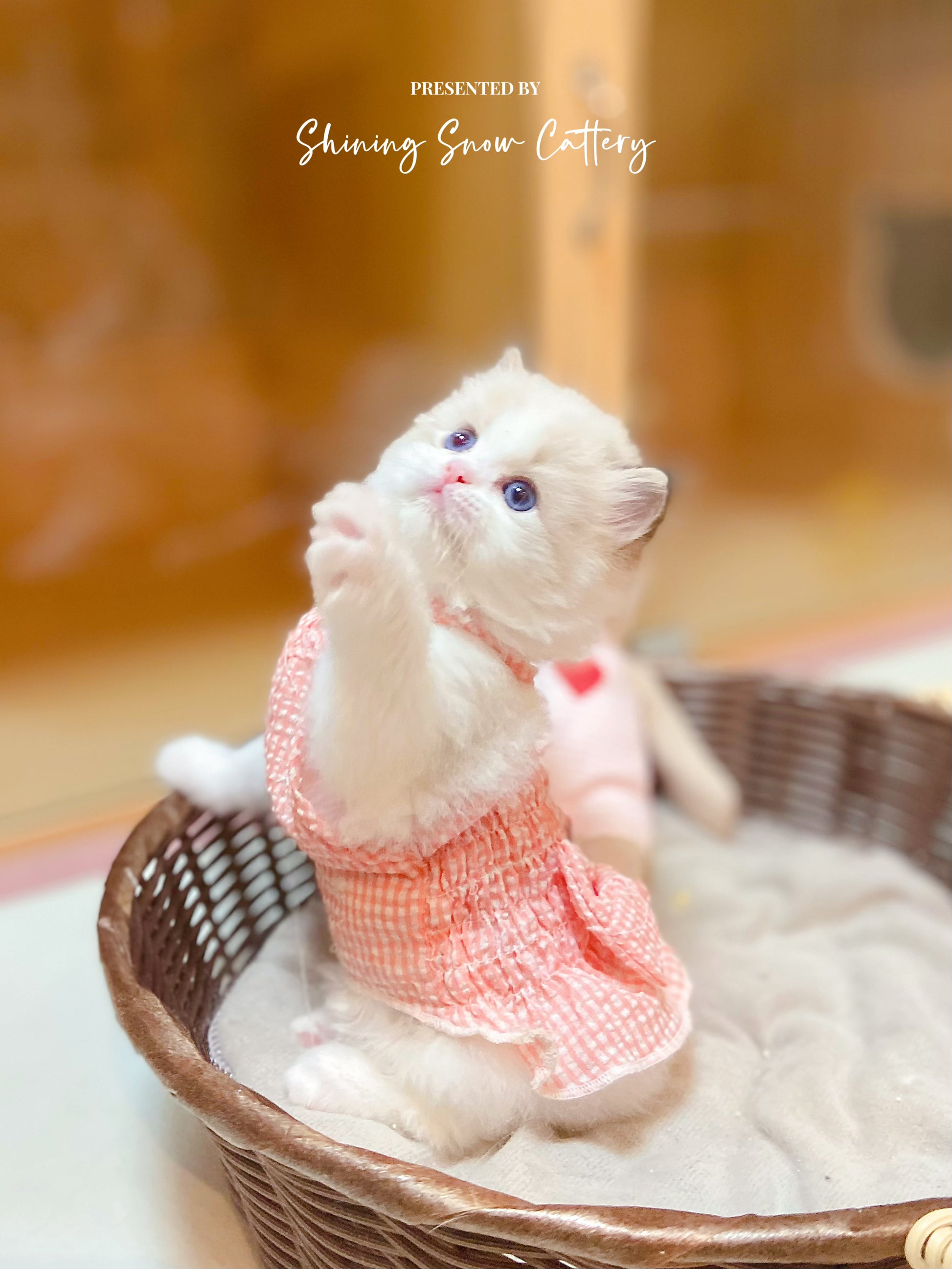 ShiningSnow Ragdoll Cattery- Sweet Ragdoll kittens – Shining Snow ...