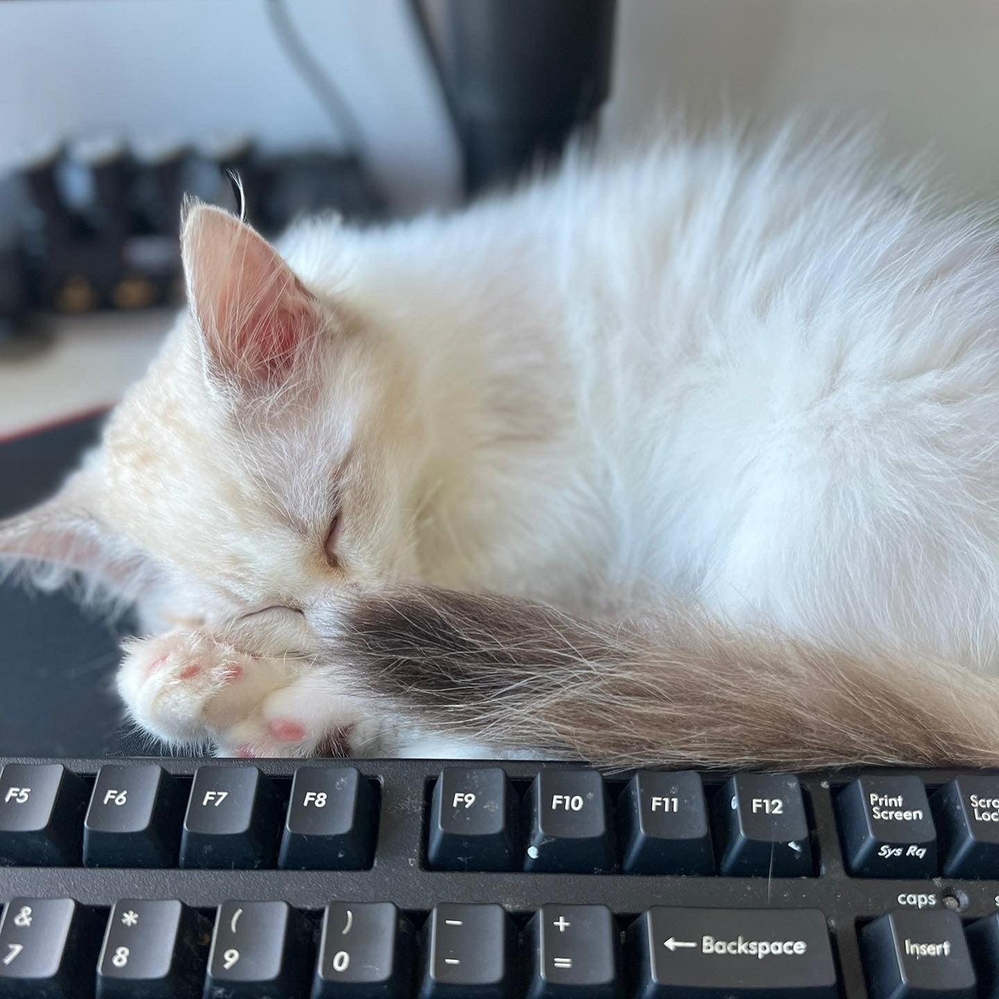 Angela – Shining Snow Ragdoll Cattery