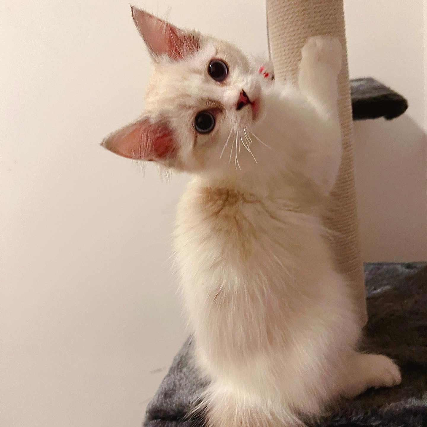 Angela – Shining Snow Ragdoll Cattery