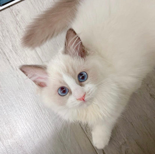 Moshi